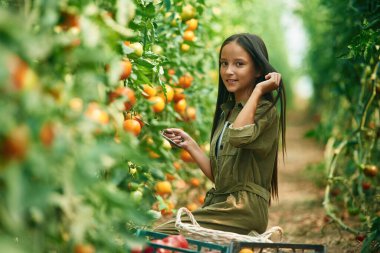 Yan görüş, çalışıyor. Küçük kız domateslerle bahçede..