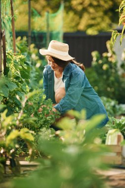 Hasır şapkalı. Güzel genç bayan bahçeyle uğraşıyor..