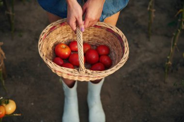 Domatesli sepet. Güzel genç bayan bahçeyle uğraşıyor..