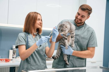 Profesyoneller iş başında. İskoç kedisi iki doktorla veteriner kliniğinde..