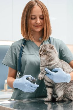 Mavi eldivenlerle. İskoç kedisi veteriner kliniğinde kadın doktorla..