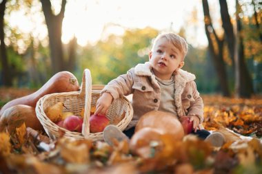 Bir sepet elma ve armutla. Küçük çocuk sonbahar parkında tereyağlı balkabağıyla oturuyor..