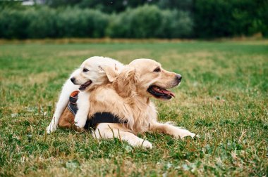 Açık havada iki köpek var. Yetişkin ve köpek yavrusu Golden Retriever.