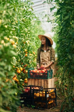 Yerde sebzeli kutular. Küçük kız domateslerle bahçede..