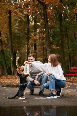 Antrenman, arka ayakları üzerinde durmak. Hoş bir çift, sevimli köpekleri dışarıda..