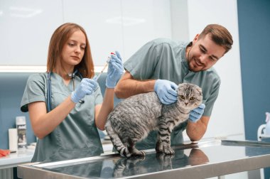 Profesyoneller iş başında. İskoç kedisi iki doktorla veteriner kliniğinde..