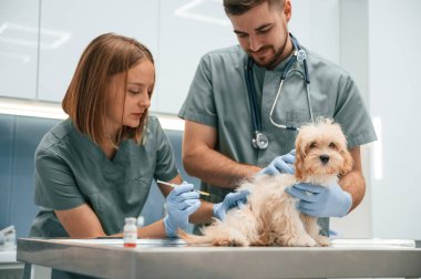Şırıngayla. Veteriner kliniğinde iki doktorlu şirin bir köpek..
