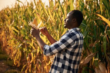 Güzel güneş ışığı. Genç siyah adam gün ortasında mısır tarlasında duruyor..