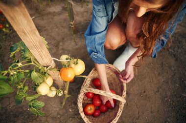 Domatesli sepet. Güzel genç bayan bahçeyle uğraşıyor..