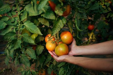 Domates tutan kadınların ellerine yakından bakın..