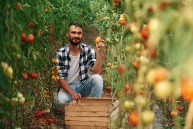 Bir avuç domates. Güzel genç adam bahçede..