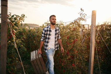 Tahta kutuyu tutuyorum. Bir avuç domates. Güzel genç adam bahçede..