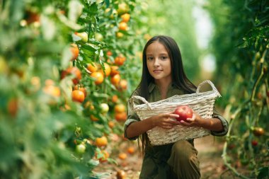 Beyaz renkli sepet ellerinde. Küçük kız domateslerle bahçede..
