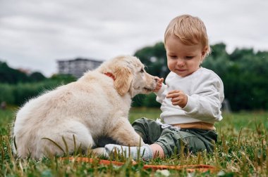 Sahada Golden Retriever köpeği olan küçük çocuk.