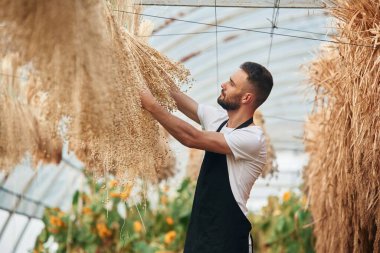 Kurutulmuş keten sallanıyor. Genç bahçıvan serada..