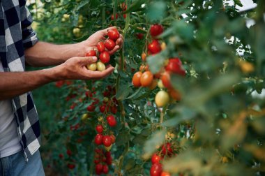 Bahçede domates toplayan adamın yakın görüntüsü..