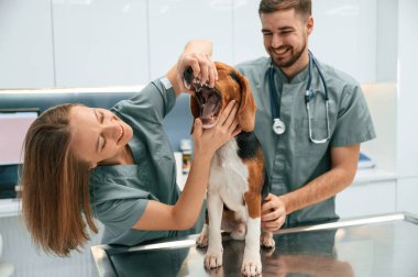 Dişleri kontrol ediyorum. İki doktorla veteriner kliniğinde köpek..
