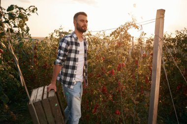 Tahta kutuyu tutuyorum. Bir avuç domates. Güzel genç adam bahçede..