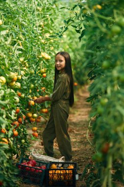 Yan görüş, çalışıyor. Küçük kız domateslerle bahçede..
