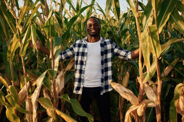 Gülümseme, olumlu duygular. Genç siyah adam gün ortasında mısır tarlasında duruyor..