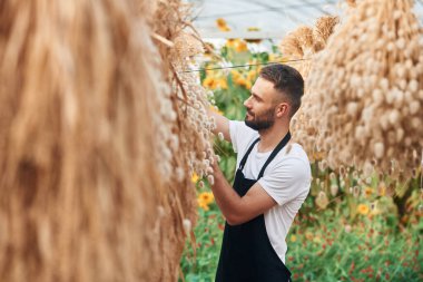 Kurutulmuş keten sallanıyor. Genç bahçıvan serada..