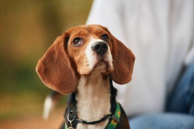 Tatlı cocker spaniel köpek portresi, yürüyüş sırasında. Arkasında insan silueti, bulanık.