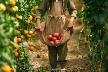 Bir demet domatesle. Küçük kız bahçede..