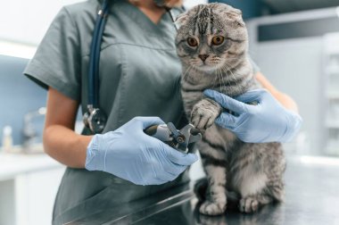 Pençelerin tırnaklarını kesme süreci. İskoç kedisi veteriner kliniğinde kadın doktorla..