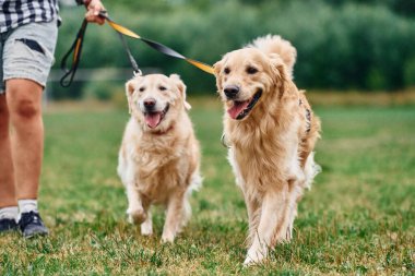 Odaklanmış yakın görüş. Güzel köpekli bir kadın açık arazide..
