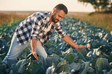 Lahana büyüyor. İnsan tarım alanında, iş ve hasat kavramında..