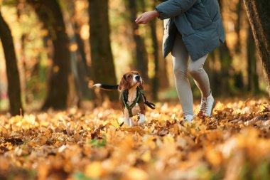 Yer manzarası. Kadın sonbahar ormanında sevimli köpeğiyle birlikte..
