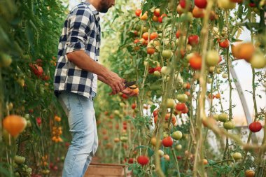 Domates topluyor. Güzel genç adam bahçede..