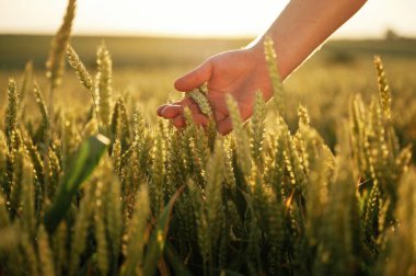 Tarım alanında buğdaya dokunan insan elinin yakın görüntüsü.