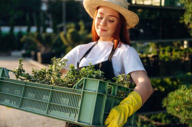 Güneş ışığının altında, bitkileri tutarken. Genç kızıl saçlı kadın bahçeyle ilgileniyor..