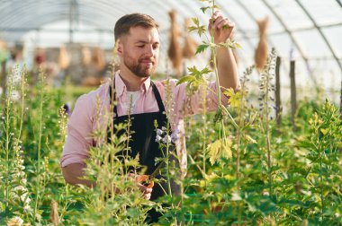 Bitkilere bakıyorum. Adam serada çalışıyor..