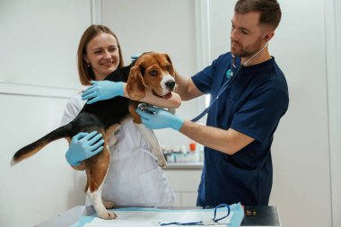 Profesyonel işçiler. İki veteriner klinikte av köpeğiyle birlikte..