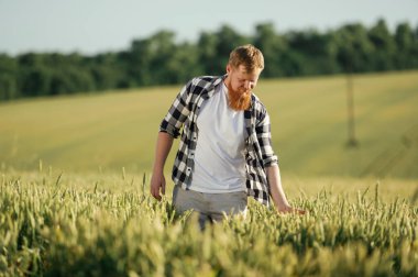 Buğdaya dokunmak. Beyaz gömlekli adam tarlada..