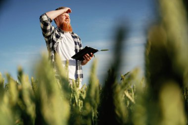 Çalışırken, dijital tabletle. Beyaz gömlekli adam tarlada..