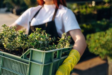 Güneş ışığının altında, bitkileri tutarken. Genç kızıl saçlı kadın bahçeyle ilgileniyor..