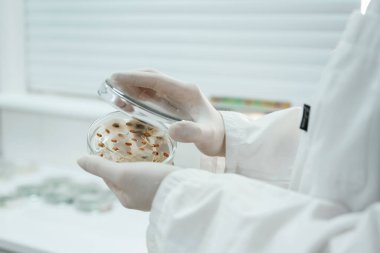 Laboratuvar çalışanı trichoderma ve sklerotinia dolu bir konteynır tutuyor..