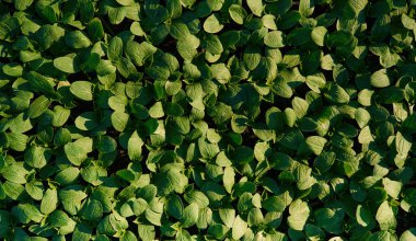 Tarımsal alanda büyüyen yaprakların yakın görüntüsü.