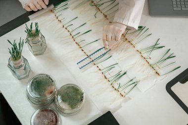 Cetvel kullanıyor. Kadın laboratuvarda çim ve tarım bitkileriyle çalışıyor..