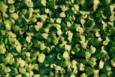 Güneş ışığı altında. Tarımsal alanda büyüyen yaprakların yakın görüntüsü.