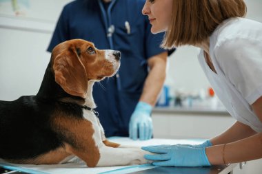 Masada yatan hayvanın yan görüntüsü. İki veteriner klinikte av köpeğiyle çalışıyor..
