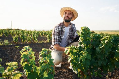 Oturuyor, bitkileri kontrol ediyor. Çiftçi tarım alanında..