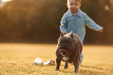 Birlikte koşmak. Sahada köpekle sevimli küçük bir çocuk var..