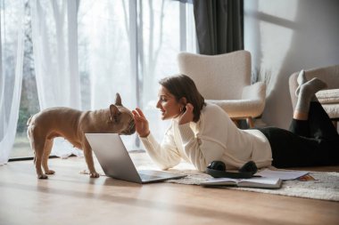 Şirin pug sahibine bakıyor. Evde dizüstü bilgisayarı olan genç bir kadın..