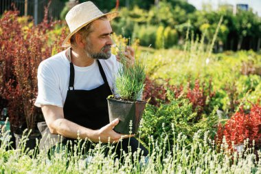Tencerede küçük bir bitki. Kıdemli bahçıvan gündüz çalışıyor..