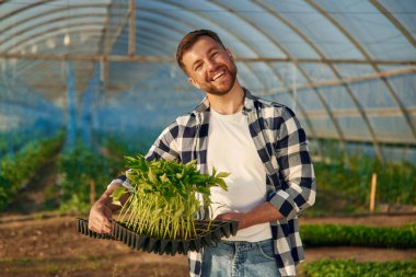 Bitkilerin çoğu ellerinde. Adam serada çalışıyor..