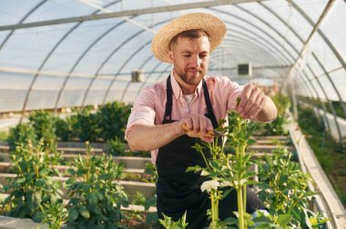 Ön manzara. Seradaki adam bitkilerle çalışıyor..